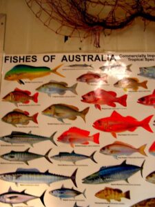 Australian Fish