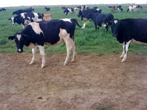 Cows at Organic Pastures Raw Milk Dairy