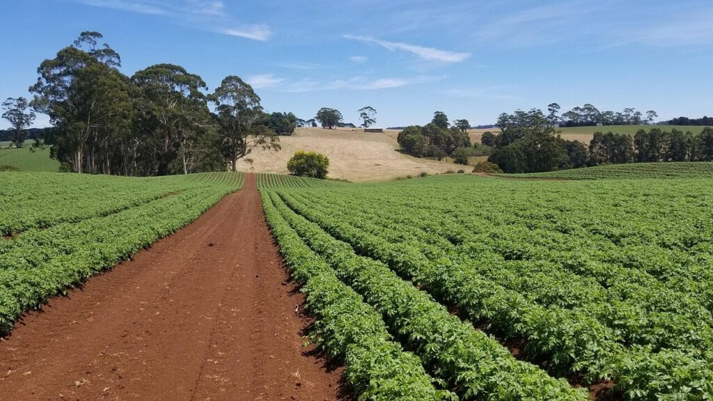agriculture, farm, nature, field, soil, potatoes, australia, soil, soil, soil, soil, soil, australia